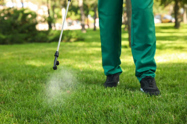 Best Flea Control Services  in Comanche, OK