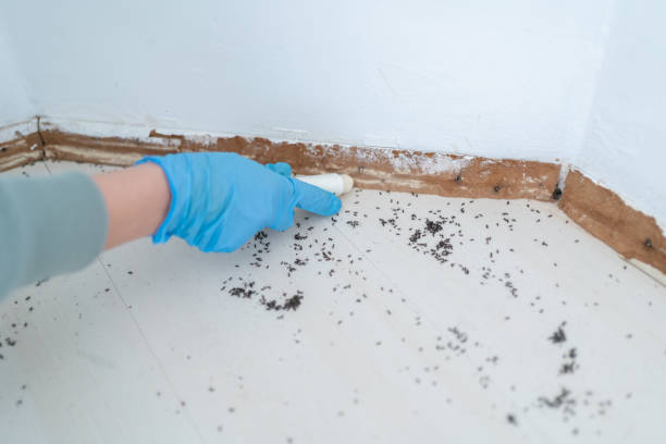 Best Best Pest Control Companies  in Comanche, OK